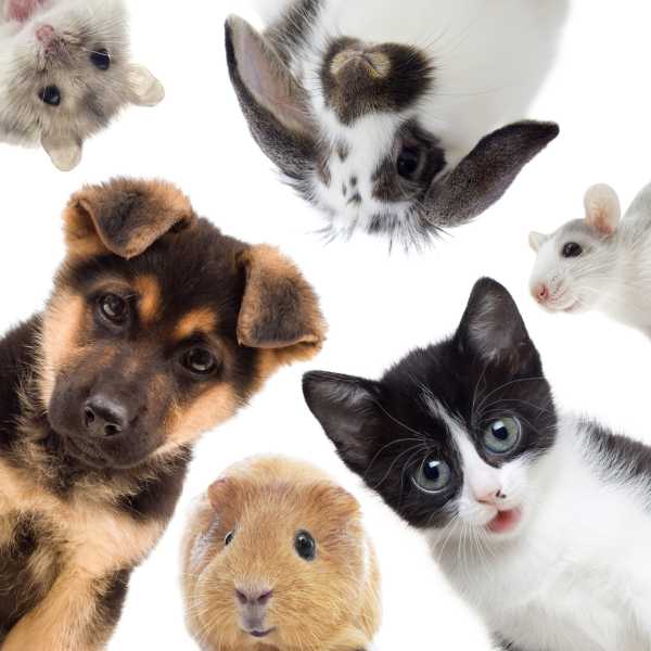 Pudseklud til briller - Blandet husdyr