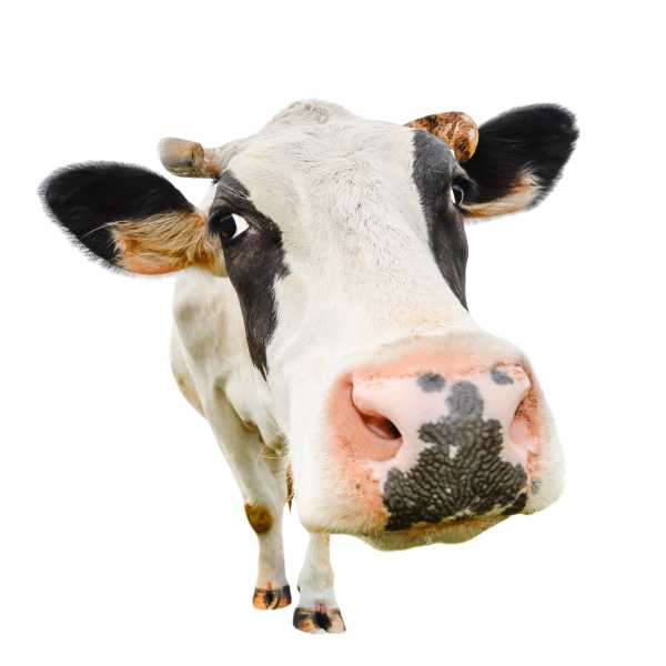 Pudseklud til briller - Ko